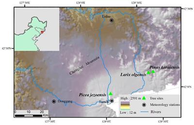 Different Radial Growth Responses to Climate Change of Three Dominant Conifer Species in Temperate Forest, Northeastern China